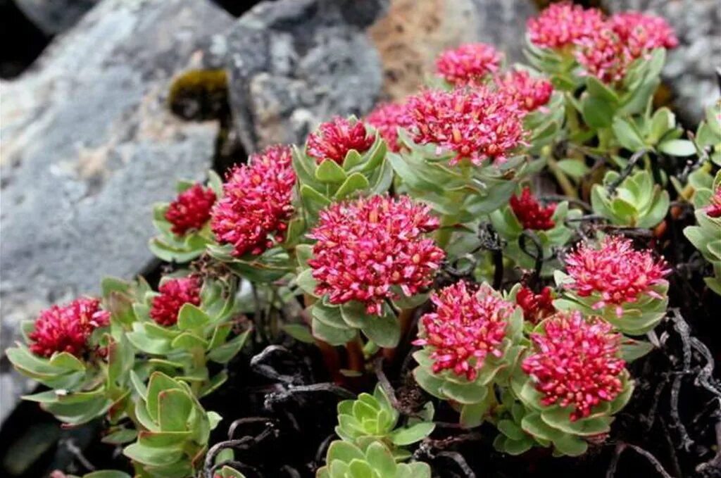 Родиола розовая лечебные свойства и противопоказания цена. Родиола розовая Rhodiola rosea. Родиола розовая (Rhodíola rósea). Родиола розовая Толстянковые. Родиола розовая Байкал.