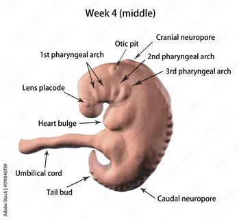 3 4 week