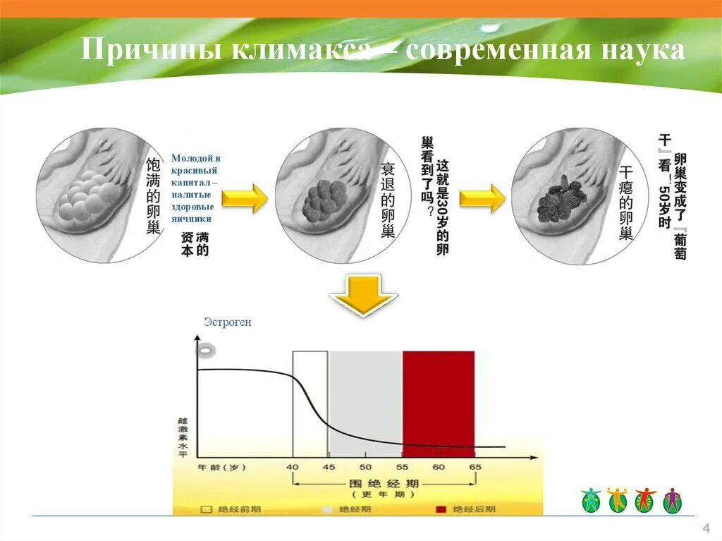 Пременопауза менопауза постменопауза. Роль гормонов в климактерическом периоде. Причины возникновения климакса. Периоды менопаузы. Климаксы у женщин симптомы.