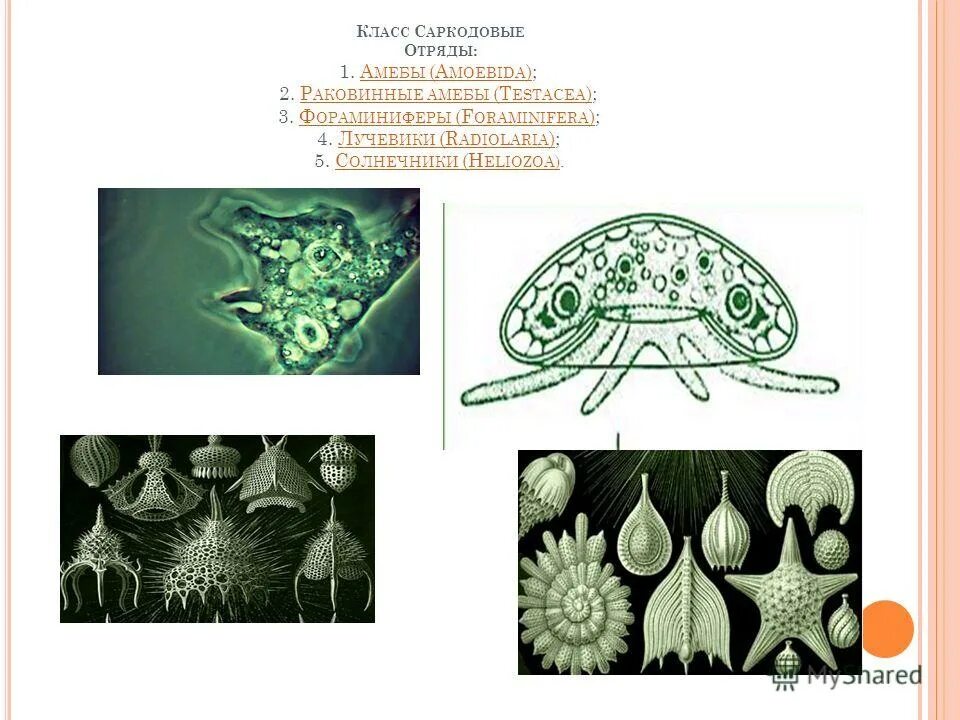 3 саркодовые. Саркодовые Тип царство класс отряд вид. Класс Саркодовые отряд амебы. Отряд простейших класс Саркодовые. Класс Саркодовые 1 отряд.