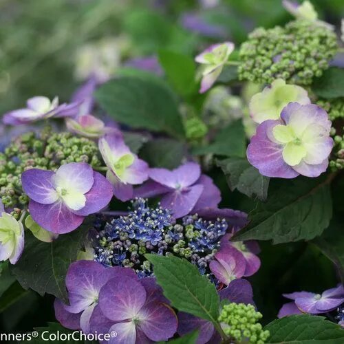 Hydrangea serrata Blueberry Cheesecake