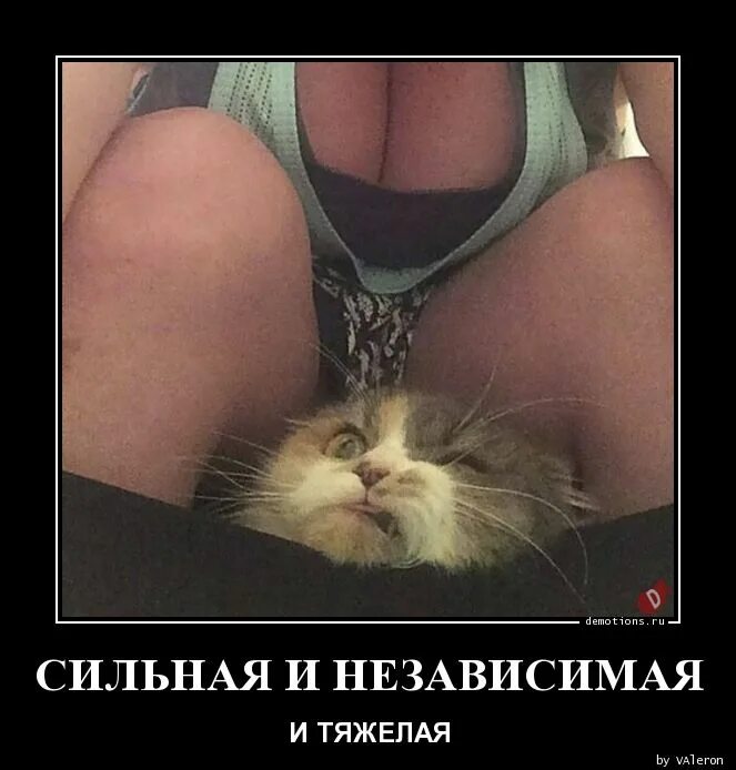 И тем самым быть независимой. Сильная и независимая. сильный и независимый кот. сильная и независимая женщина. кот сильной и независимой женщины.