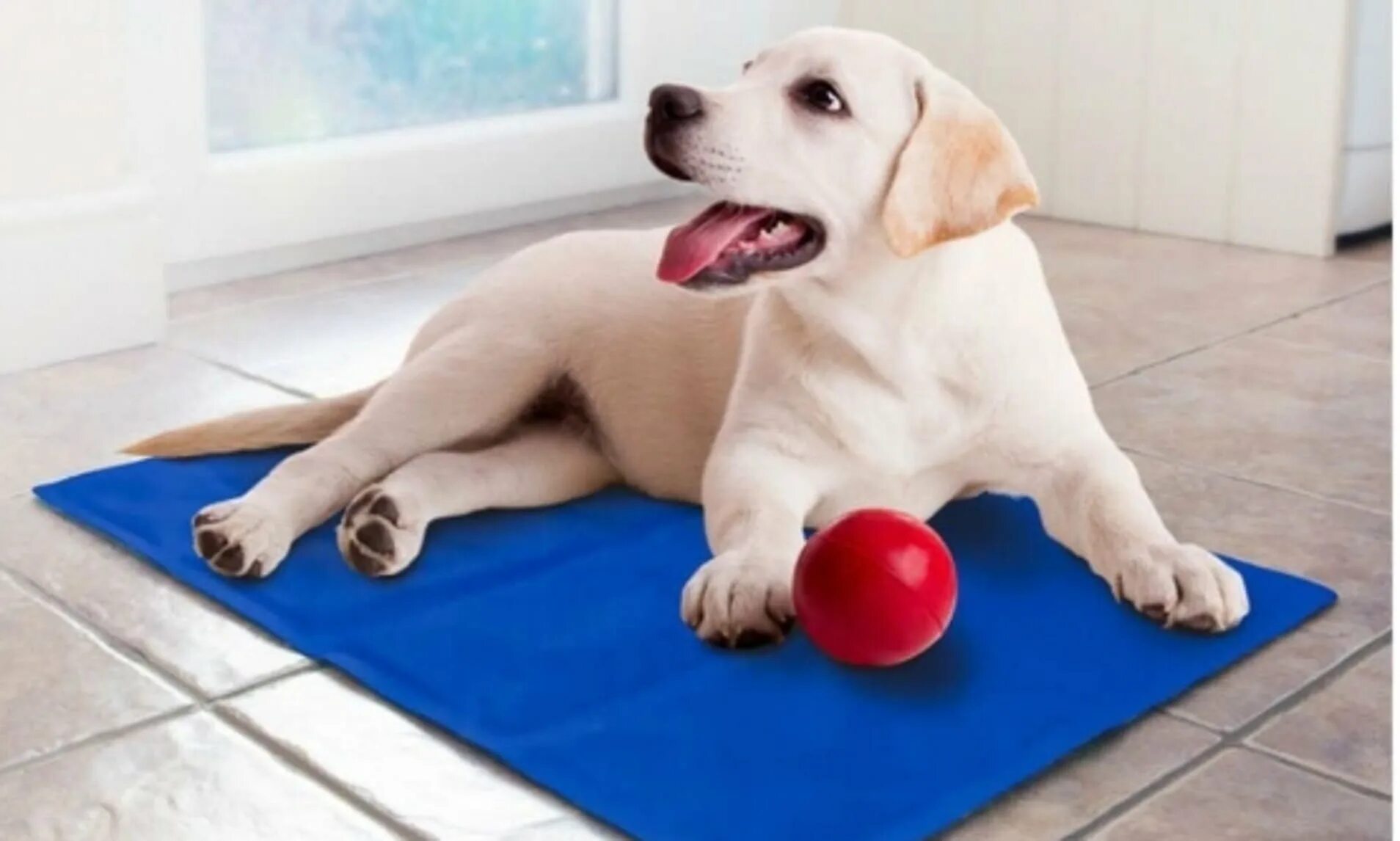 Self pet none позволяет. Pet Cooling mat. Pet Ceel mat. Cooling mat for animals. Pet the Coo слушать.