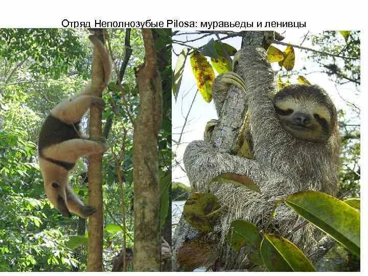 Отряд неполнозубые. Отряд неполнозубые. Гигантский муравьед крупнейший хищник южной америки. Муравьед юруми. Отряд млекопитающих неполнозубые.