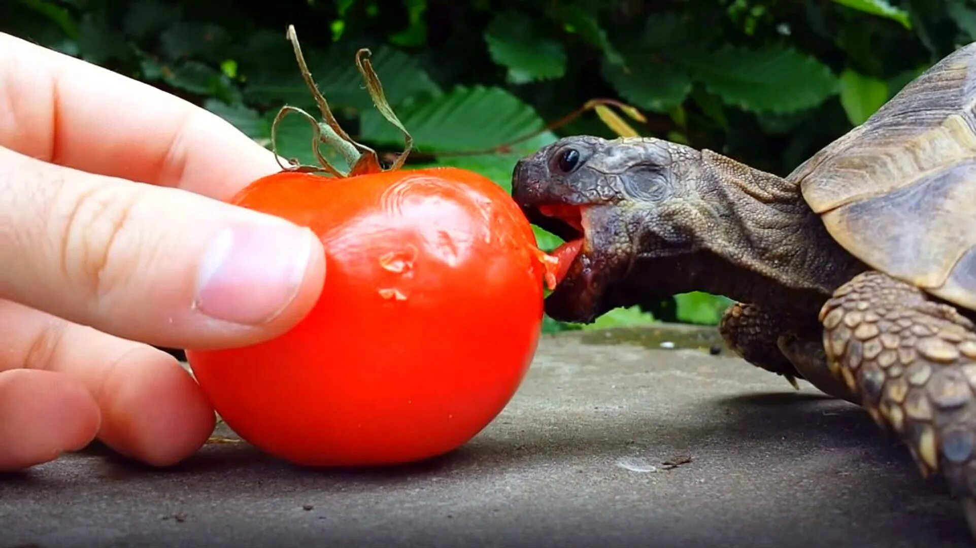 Черепаха и клубника. Черепаха ест морковку. Что кушают черепахи. Жук арбузник. Черепахи.