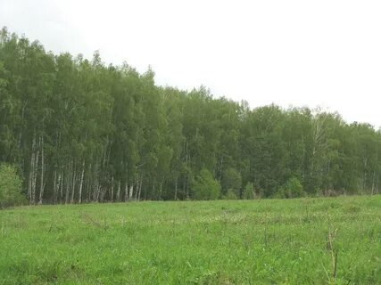 Шаховская лесная