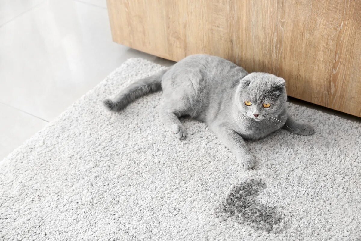 Кошка нагадила мимо лотка как думаешь