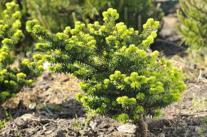 Abies koreana piccolo. Пихта корейская (abies koreana p9). Пихта бальзамическая "пикколо" (piccolo). Abies koreana piccolo. Пихта бальзамическая piccolo.