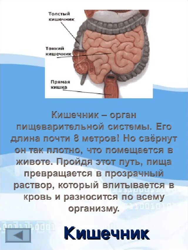 Какая длина кишечника у взрослого. Тонкая кишка в организме человека.