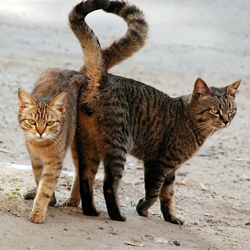 Почему кот идет. Коты. хвост кошки. кошка с заданным хвостом. кот с поднятым хвостом.