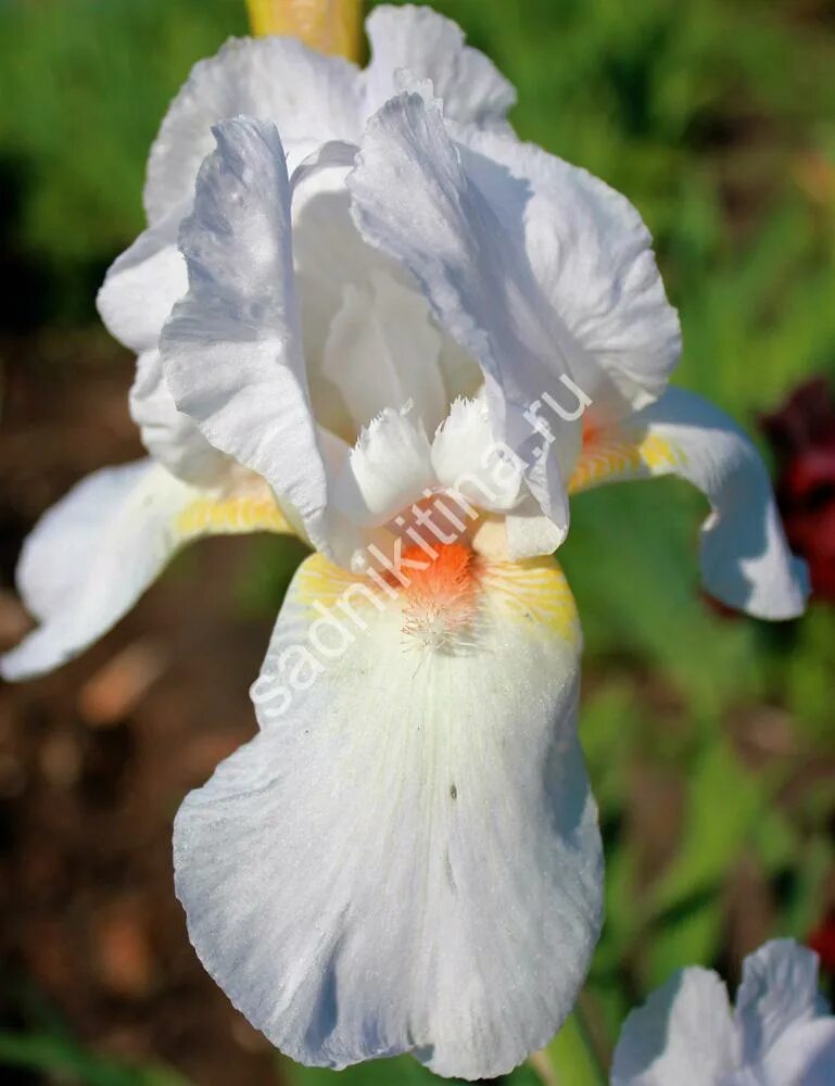 матренин посад ирисы бисером. озон ирисы. озон ирисы. белоснежка ирисы 9032-cm. Iris #3f48cc.