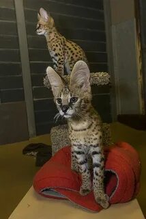 Кот похож на рысь как называется