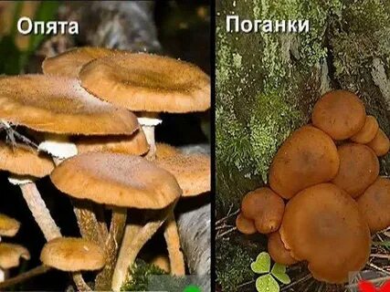 Ложные опята фото как отличить