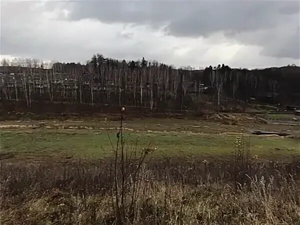 Just wood поселок лесничество осетровское