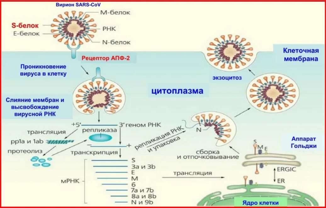 Белок s100. Коронавирус строение вириона. S белки вируса. Рибавирин механизм действия.