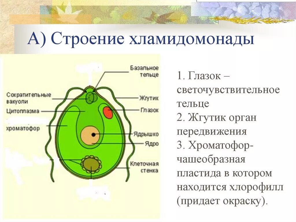 Органеллы водоросли