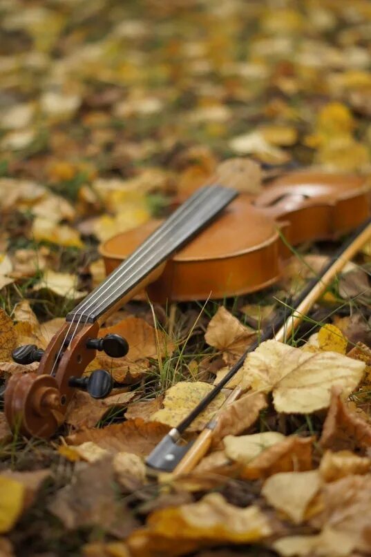 Скрипка осени. Скрипка осень. Скрипка осенние листья. Музыкальная осень. Мелодии осени.