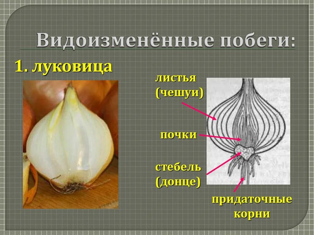 Черепитчатая луковица. Видоизменение побега подземные луковица. Видоизменения подземных побегов корневище клубень луковица. Видоизмененный побег луковица имеет. Видоизмененные подземные побеги клубень.