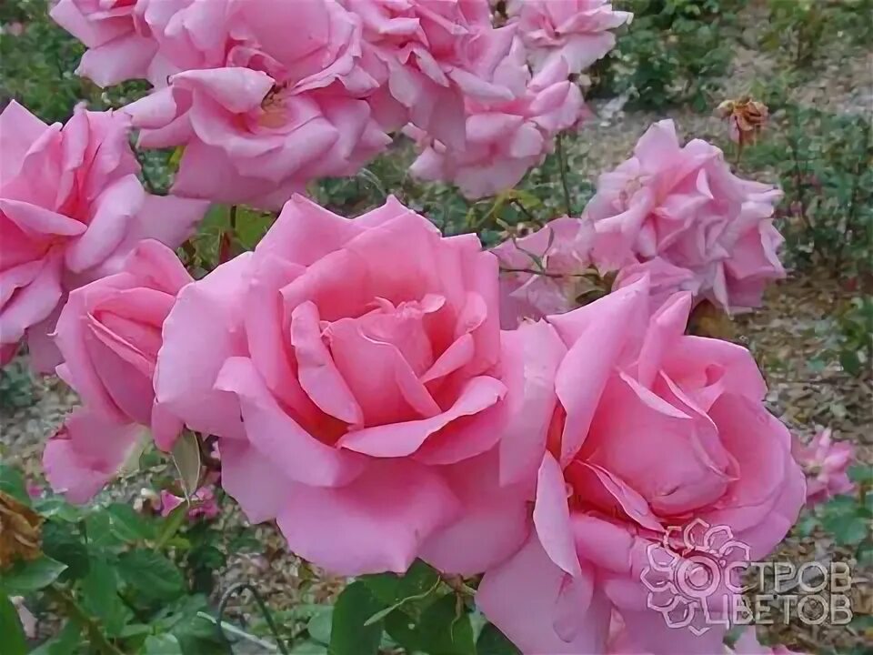 Галерея - Jardins de France (MEIzebul, MEIzebel, Meilland's Rose Kurfurstendamm,