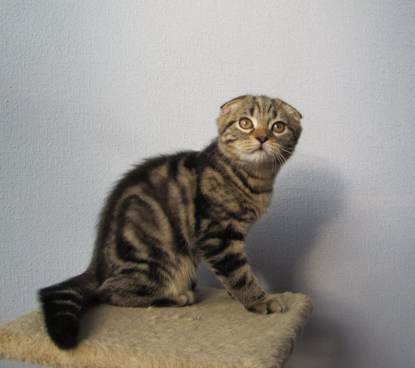 Шведская вислоухая кошка. Вислоухая кошка стоит. Скоттиш-фолд шотландская вислоухая. Вислоухий на задних лапах. Вислоухая кошка стоит.