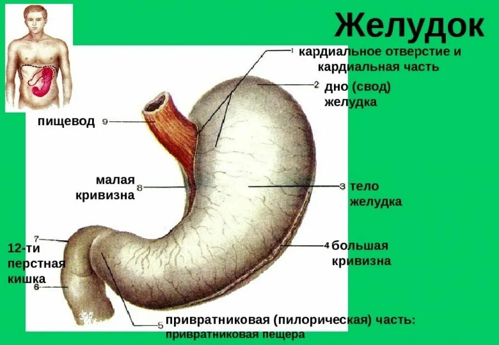 малая кривизна желудка. малая кр визна желудка. малая кривизна желудка. кардинальная часть желудка. малая кривизна желудка направлена.