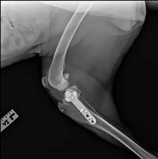 Операция tplo собаке