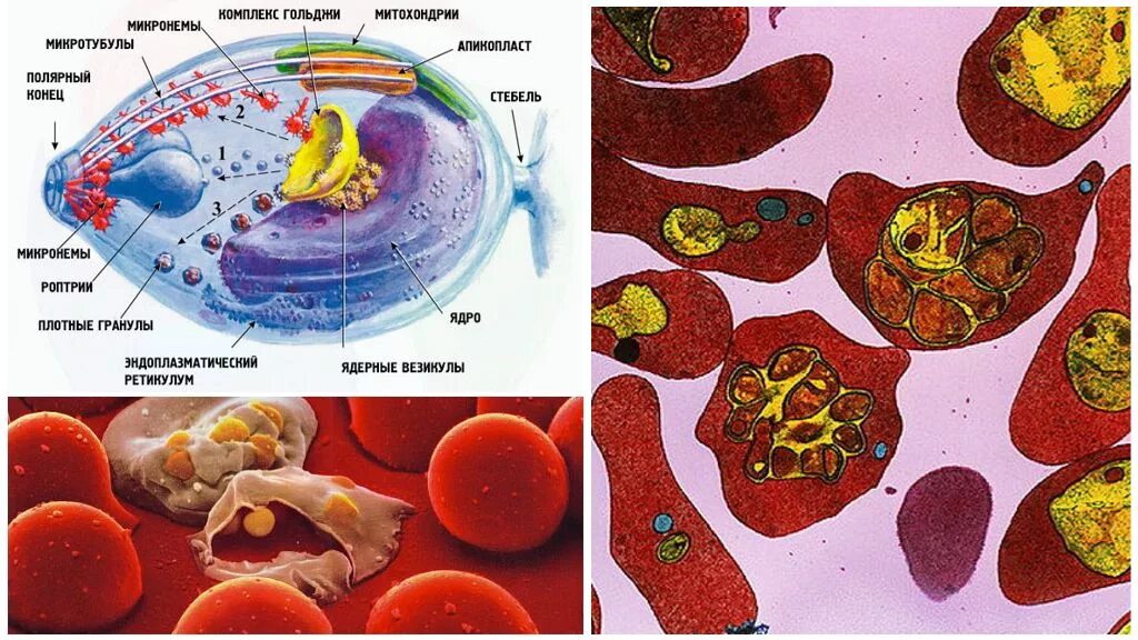 Plasmodium malariae строение. Малярийный плазмодий характеристика. Плазмодии малярии. Биология малярийного плазмодия. Цикл малярийного плазмодия таблица.