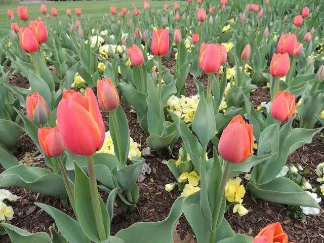 Систему тюльпан. Тюльпаны недельное. тюльпаны как ухаживать. tulip growing. тюльпаны чем подкормить весной перед цветением.