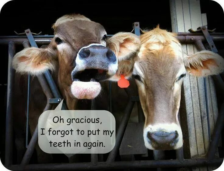 Cows are funny wordwall spotlight
