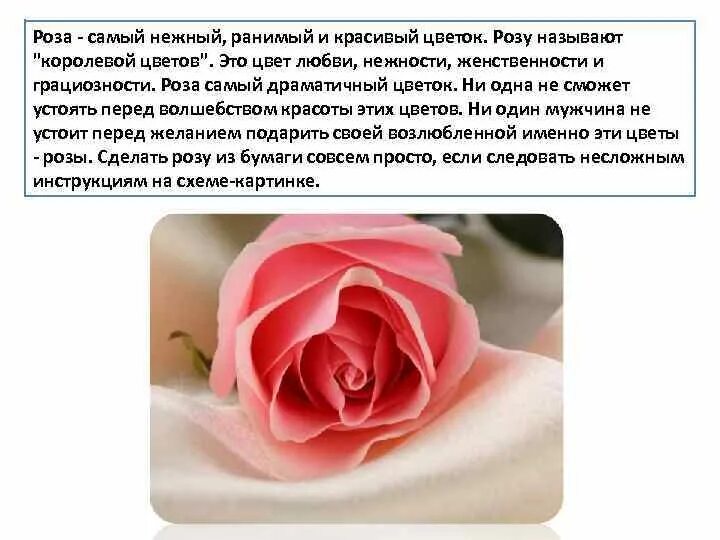 Почему розу назвали розой. Почему розу называют королевой цветов.