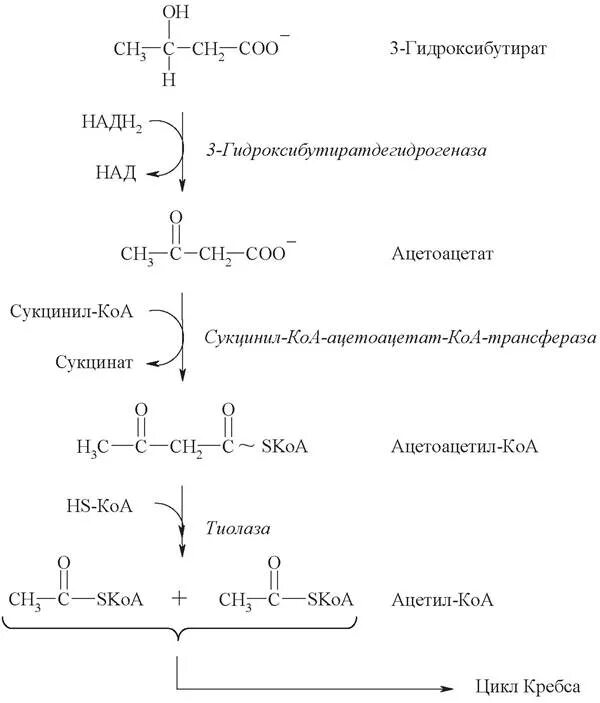 Глюкоза ацетил коа. Глюкоза в ацетил КОА. Фермент превращения ацетоацетата в 3-гидроксибутират. Синтез кетоновых тел биохимия. Синтез и образование кетоновых тел.