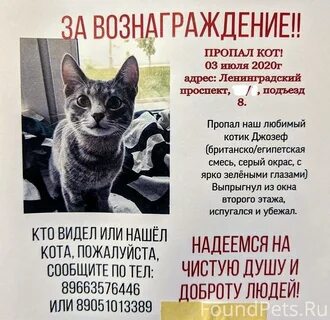 Что делать если потерялся котенок