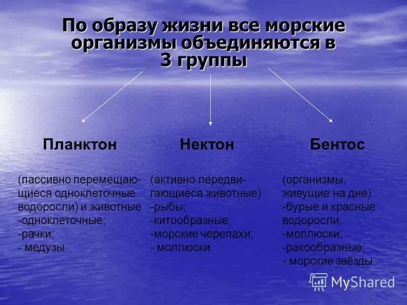 Группы организмов в мировом океане. Зоопланктон Нектон и бентос. Планктон Нектон бентос таблица. Группы морских организмов. Экологические группы планктон Нектон бентос.