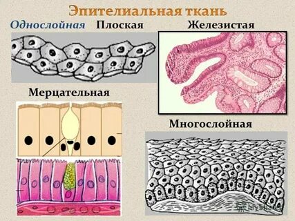 Особенности строения клеток железистого эпителия
