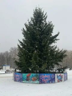 Ели брянск