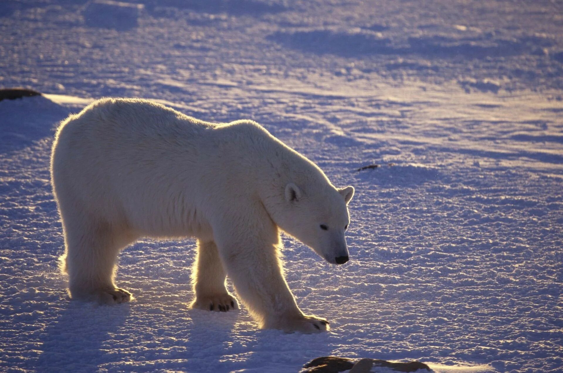 Белые медведи в Арктике. Животные Арктики белый медведь. Арктические пустыни белый медведь. Белый медведь в арктической пустыне.