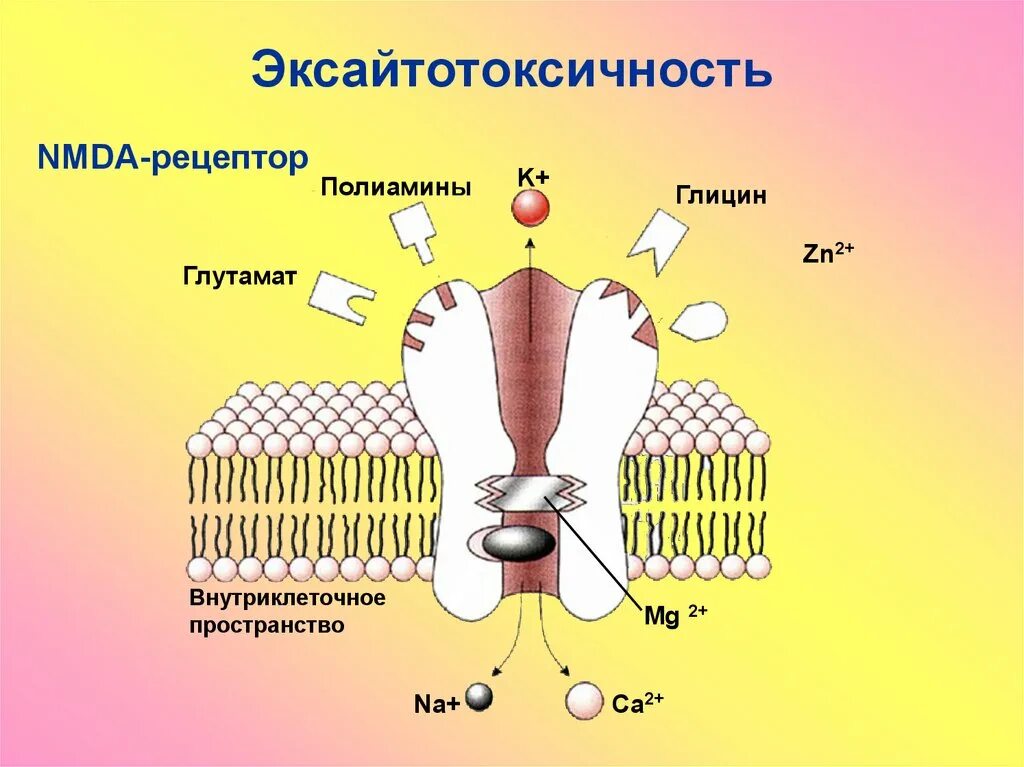 Классификация мембранных рецепторов. Виды рецепторов физиология. Мускориловые ацетиловые рецепторы. Пространство рецепторов. Регуляция равновесия тела в пространстве.