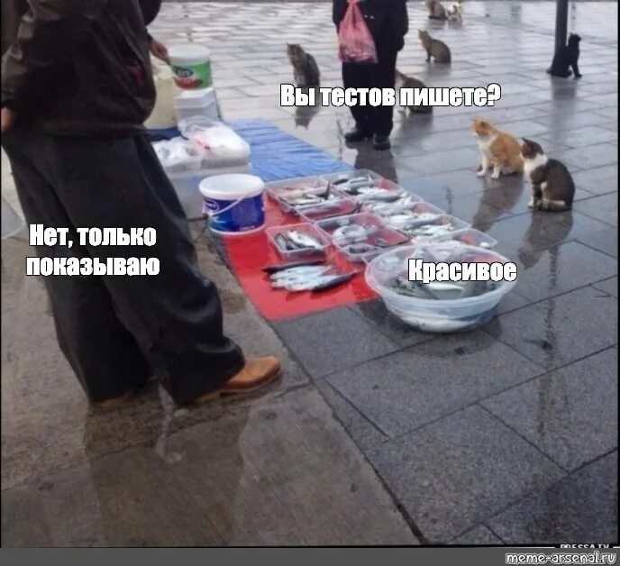 Рыбу продаете нет показываю красивое. Кошачьи мемы тест. красивое мем рыбов. мем с котиком который вместо рыбов. вы рыбов продаете мем про котов.
