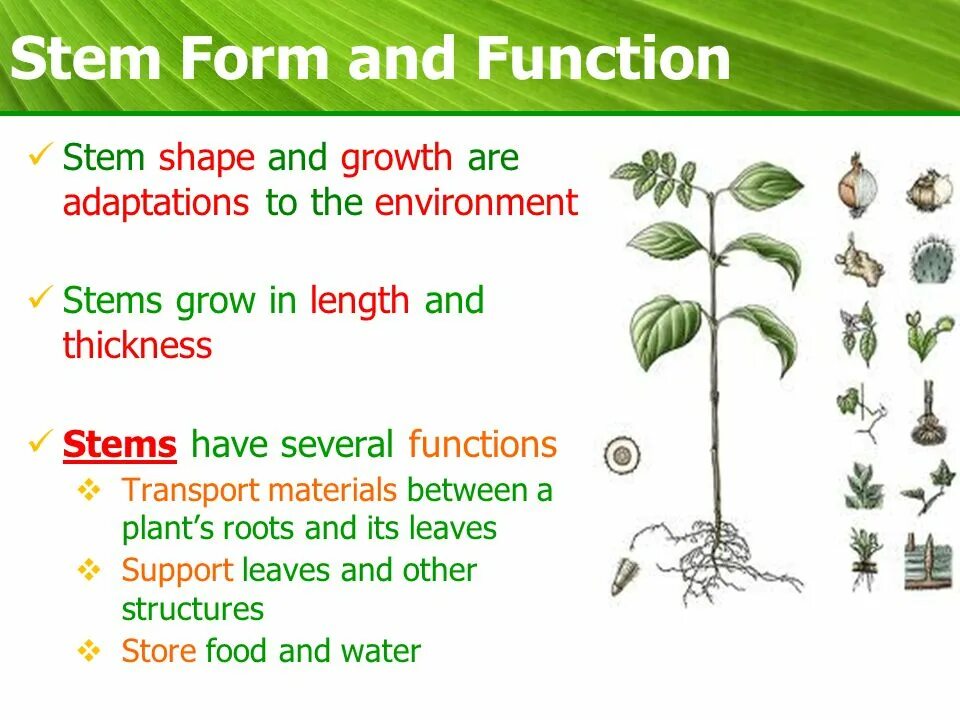 Functions of plants. Plant structure. plant and the functions. plant biology. stem.