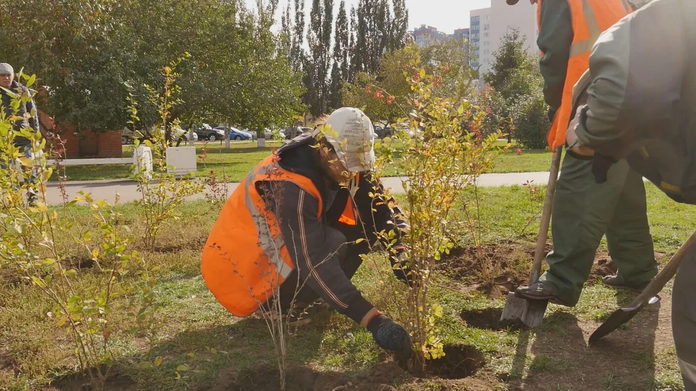 Высадка кустарников. Посадка кустарников. Высадка деревьев осенью. Посадка кустарников осенью.