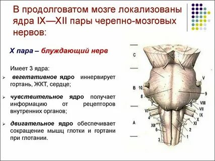 Какие ядра черепных нервов в продолговатом мозге