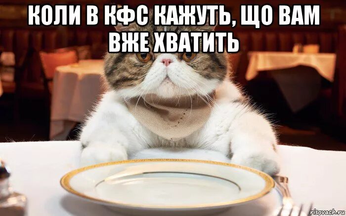 Голодный котик Мем. Голодный кот мемы. Голодные коты мемы. Жирный голодный кот Мем. Толстый голодный