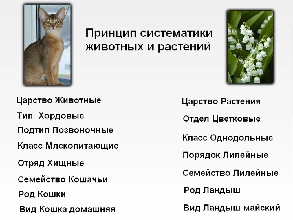 Составьте список растений и животных. Систематика царство подцарство отдел класс семейство род вид. классификация вид род семейство порядок класс отдел царство. систематика животных царство тип. тип класс отряд семейство род вид растения.