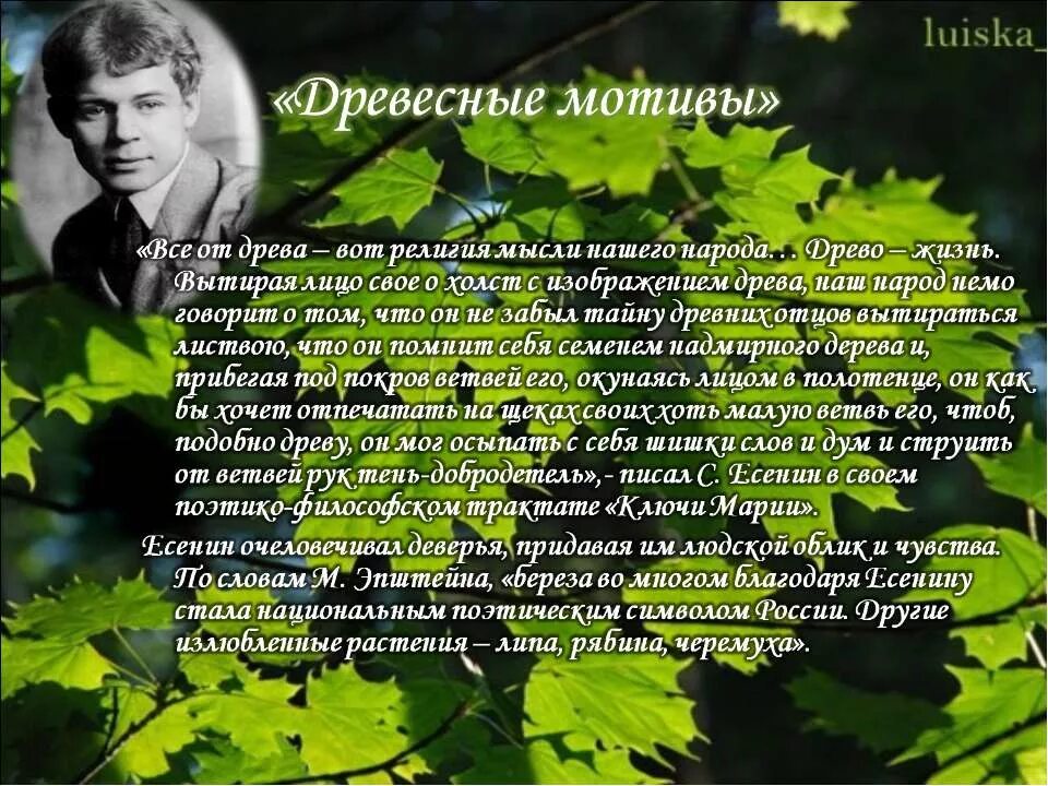 Стихи Есенина про деревья. Есенин у дерева. Стихотворение Есенина о природе. Дерево Есенина.