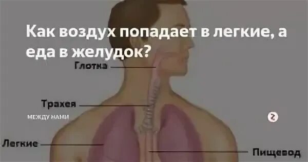 Еда попала