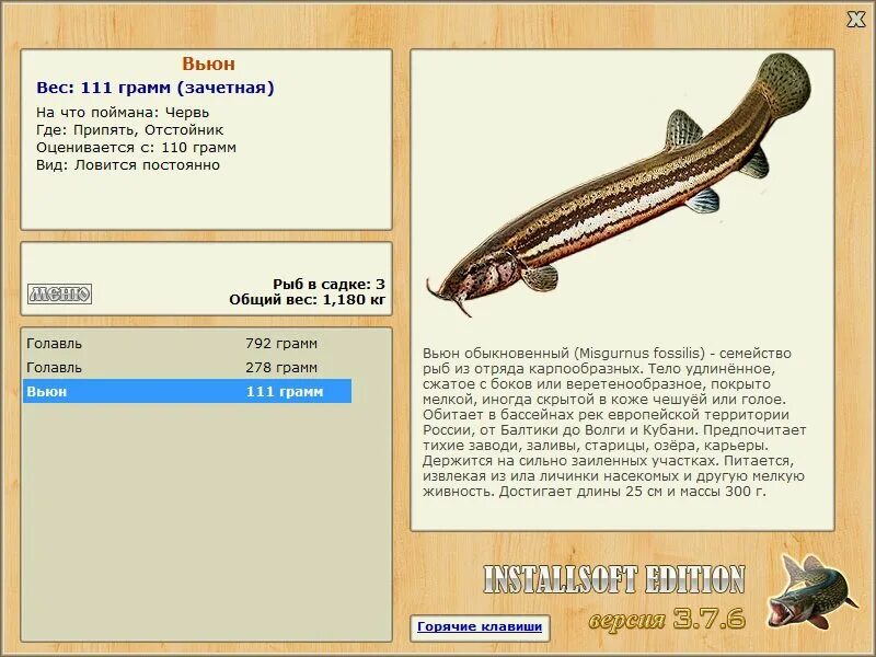 Рыба вьюн самая большая. Рыбка вьюнок. Обыкновенный вьюн. Ипомея лунноцветущая белая. Стих про вьюнок.