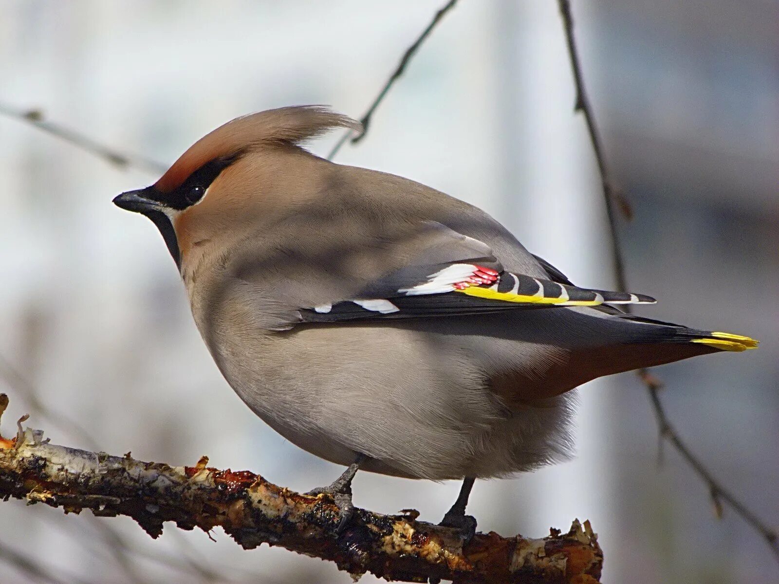 Птицы приморского края поползень. Птицы татарстана. Название птиц татарстан. Отряд воробьинообразные камышевка. Белая трясогузка motacilla alba.