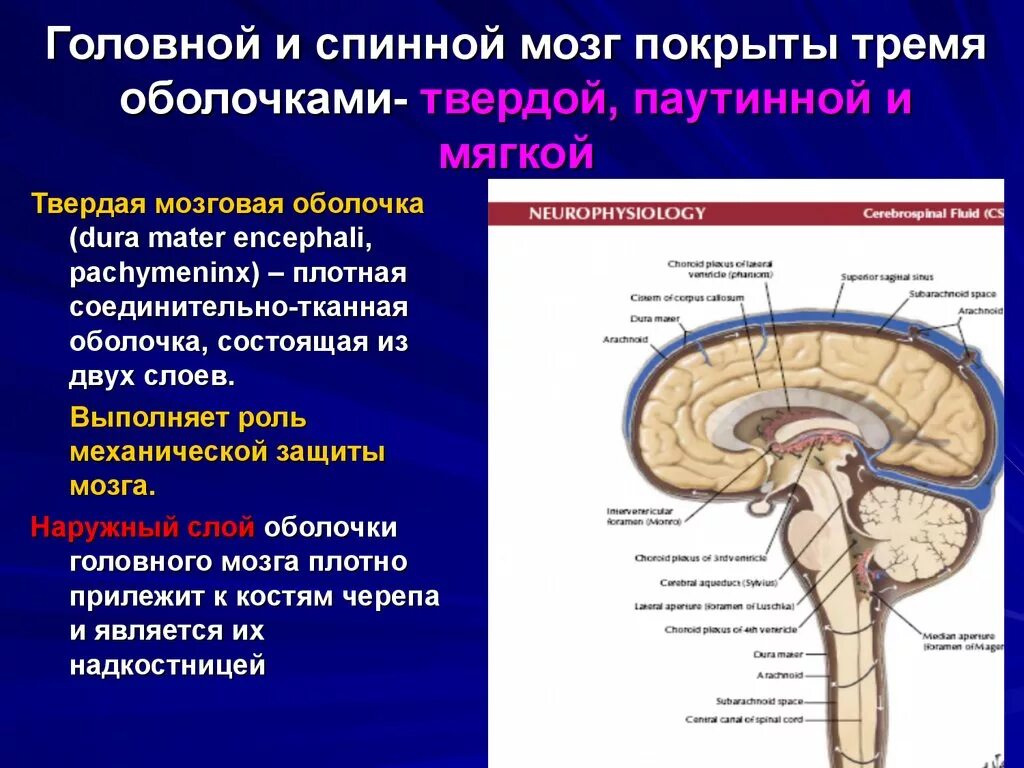 Длинные отростки головного мозга. Функции твердой оболочки спинного мозга. Строения оболочек головного и спинного мозга системы желудочков. Строение твердой оболочки спинного мозга. Мягкая оболочка спинного мозга строение.