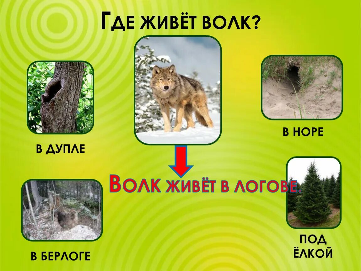 Медведь берлога волк. Где живет волк. Волк живет в логове. Жилища диких животных. Логово волка.