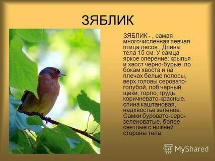 Зяблик описание птицы